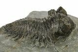 Bargain, Coltraneia Trilobite Fossil - Huge Faceted Eyes #225322-3